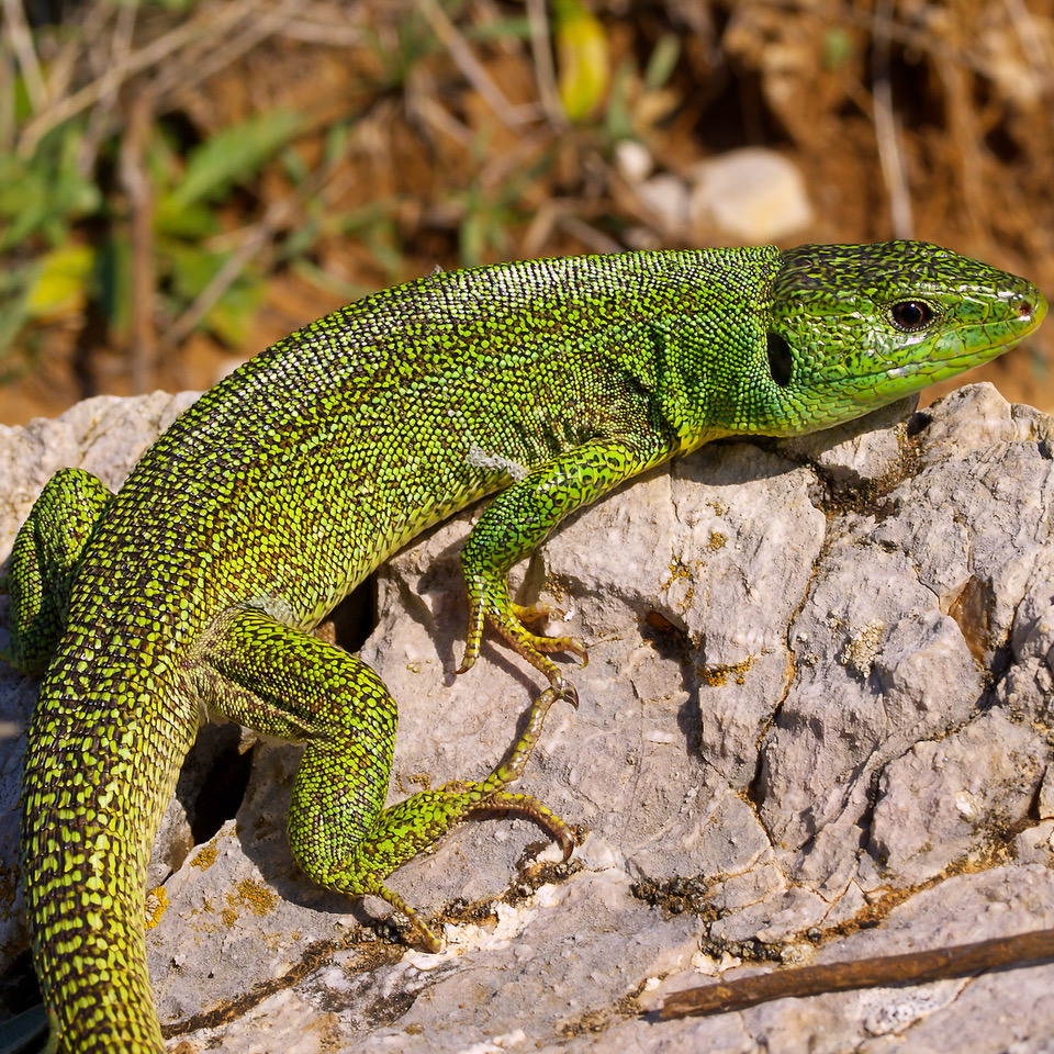 Lézards