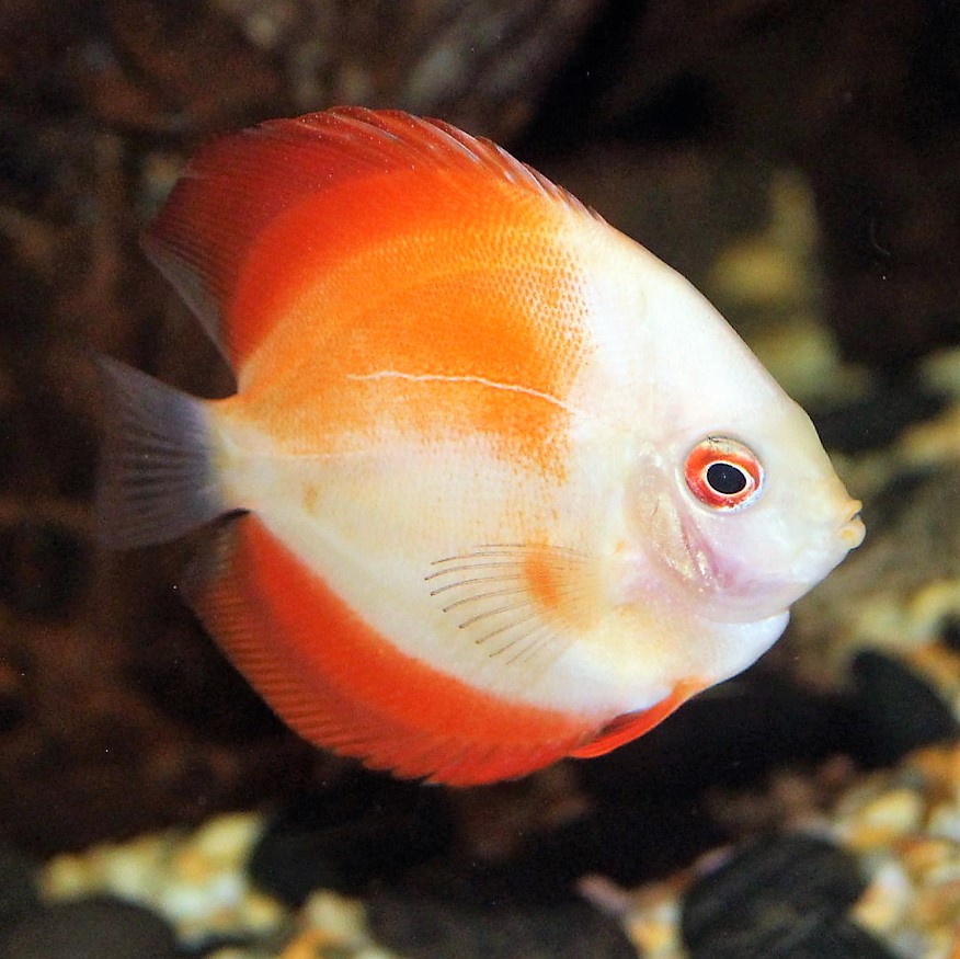 S.discus   Discus red marlboro 6-7 cm