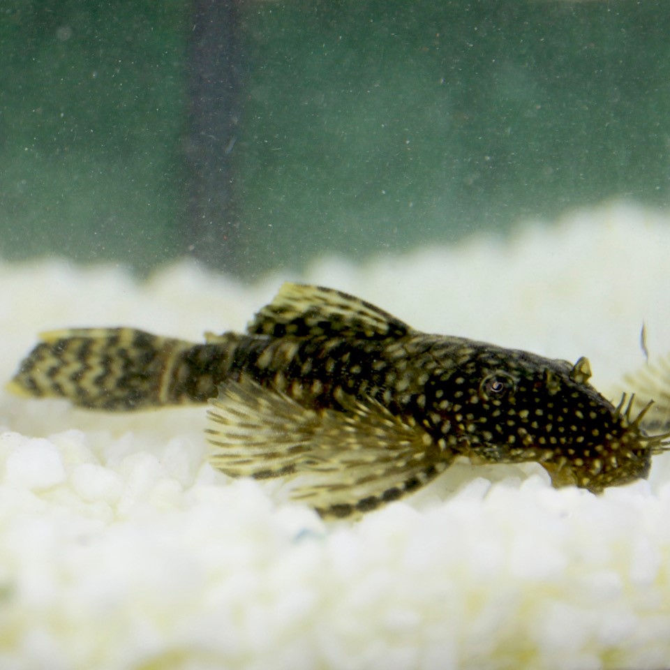 Ancistrus temmincki SM