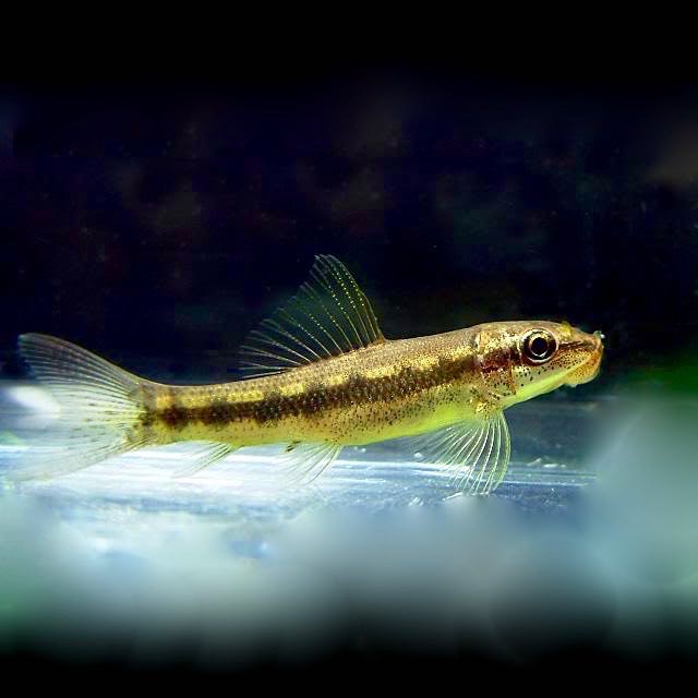 Gyrinoch.aymonieri  Siamese algeneter M