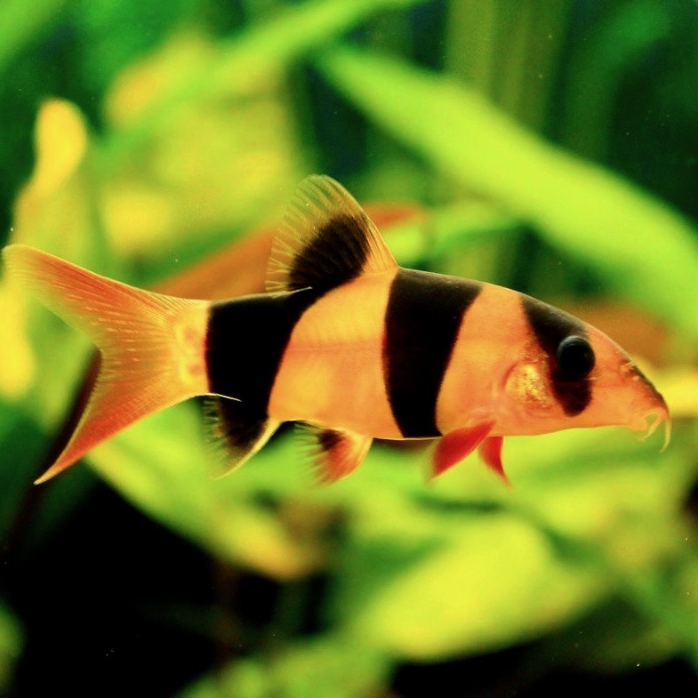 Botia macracantha 5-6 cm