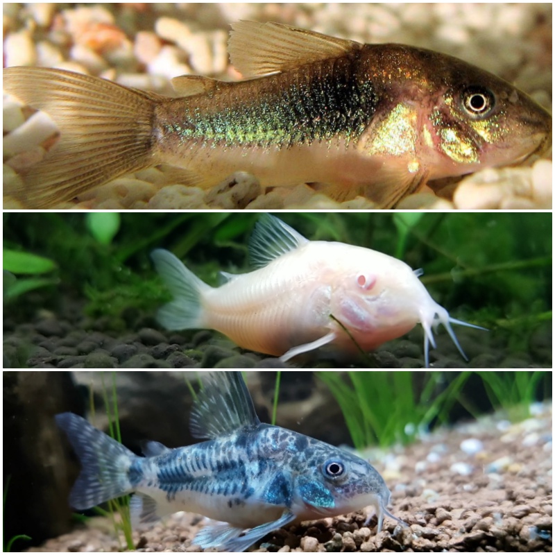 Corydoras    Pantsermeerval mix L