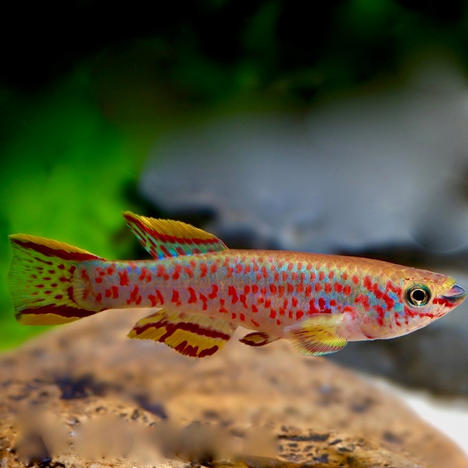 Aphyosemion gardneri   Tandkarper