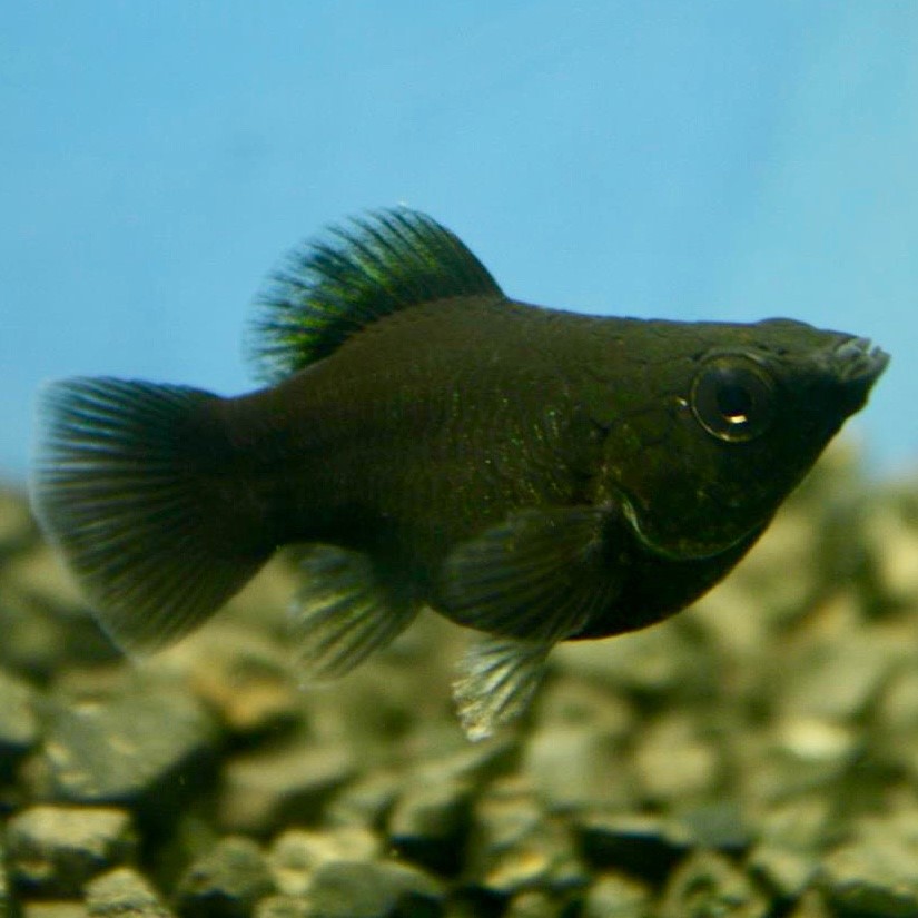 Poec.sphenops   Ballonmolly Zwart M