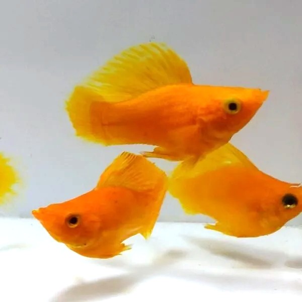 Ballonmolly sunkist round tail  M