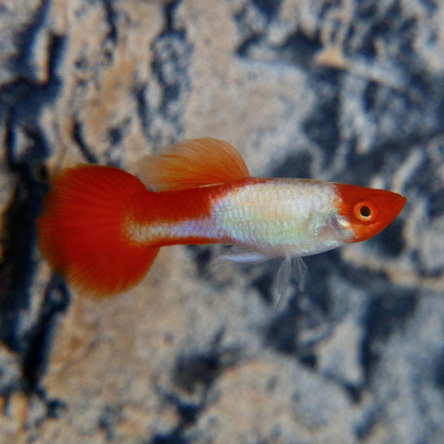 Guppy red cap @