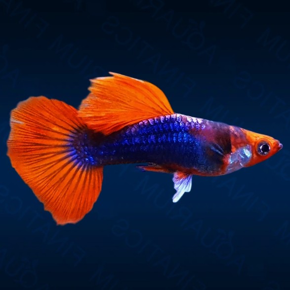 Guppy koi tuxedo
