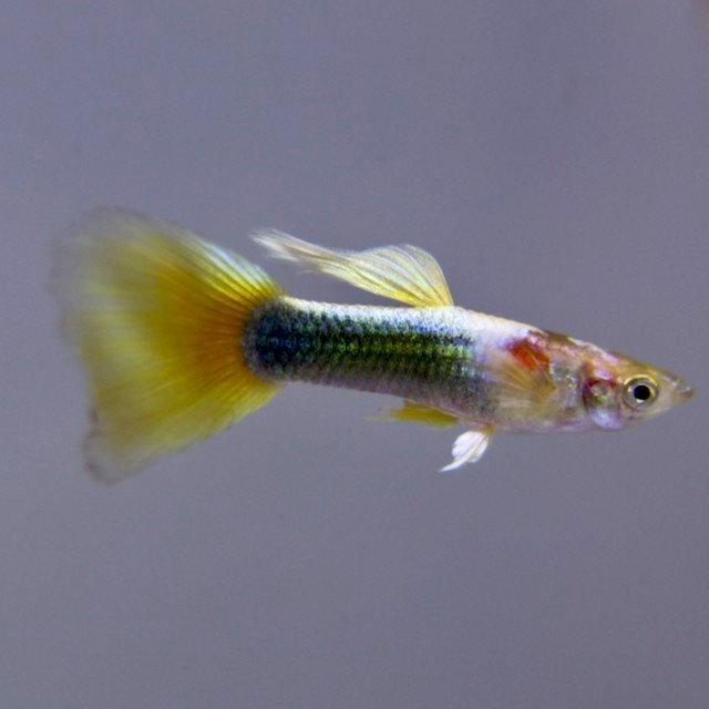 Poecilia ret.   Guppy yellow tuxedo M