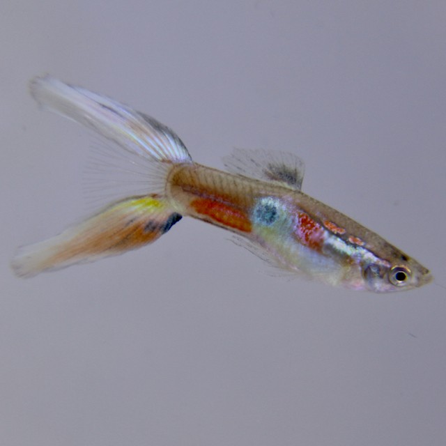 Poecilia ret.   Guppy lierstaart M