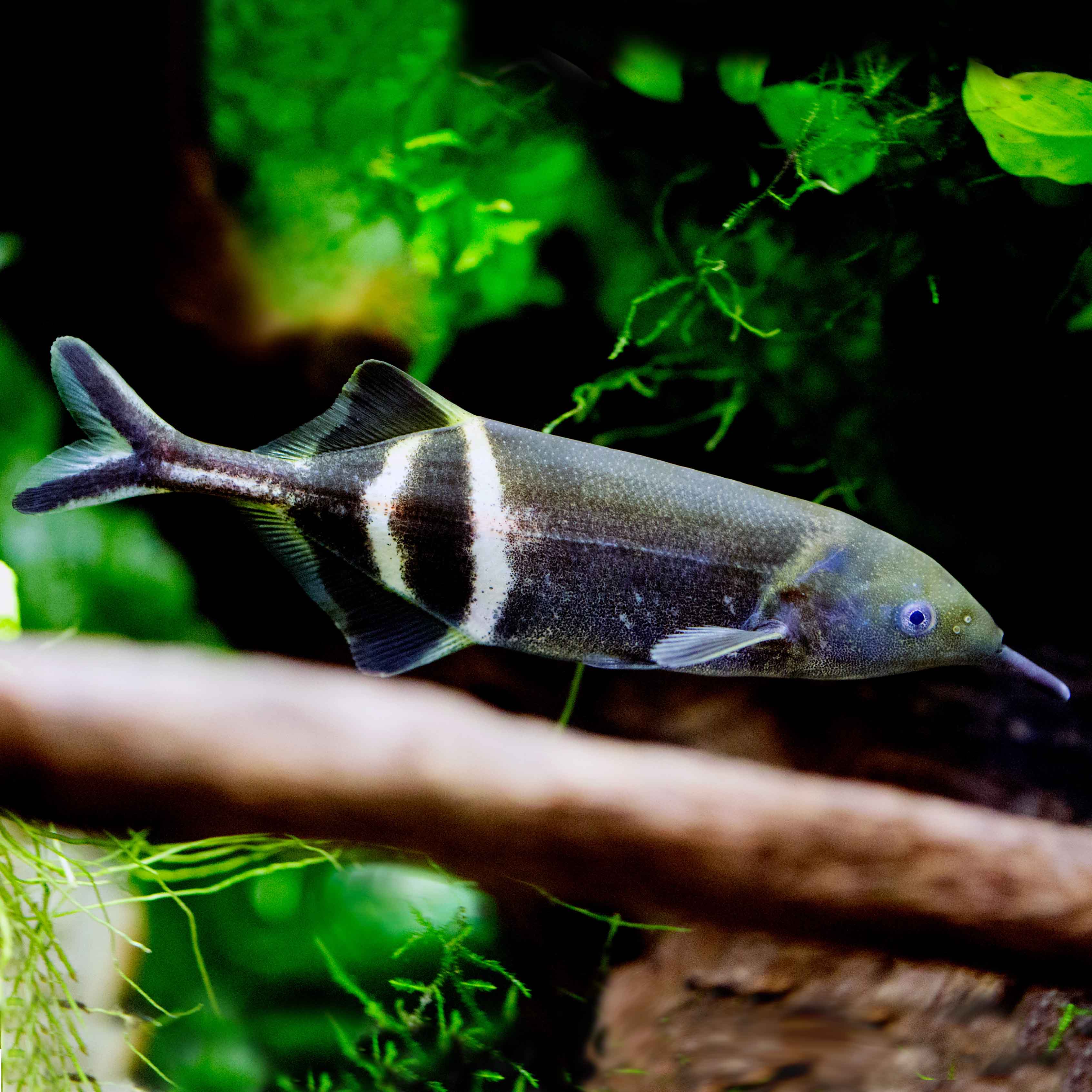 Gnathon.petersi   Olifantvis M