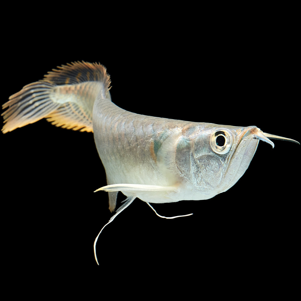 Osteogl.bicirrhosum   Zilver arowana S