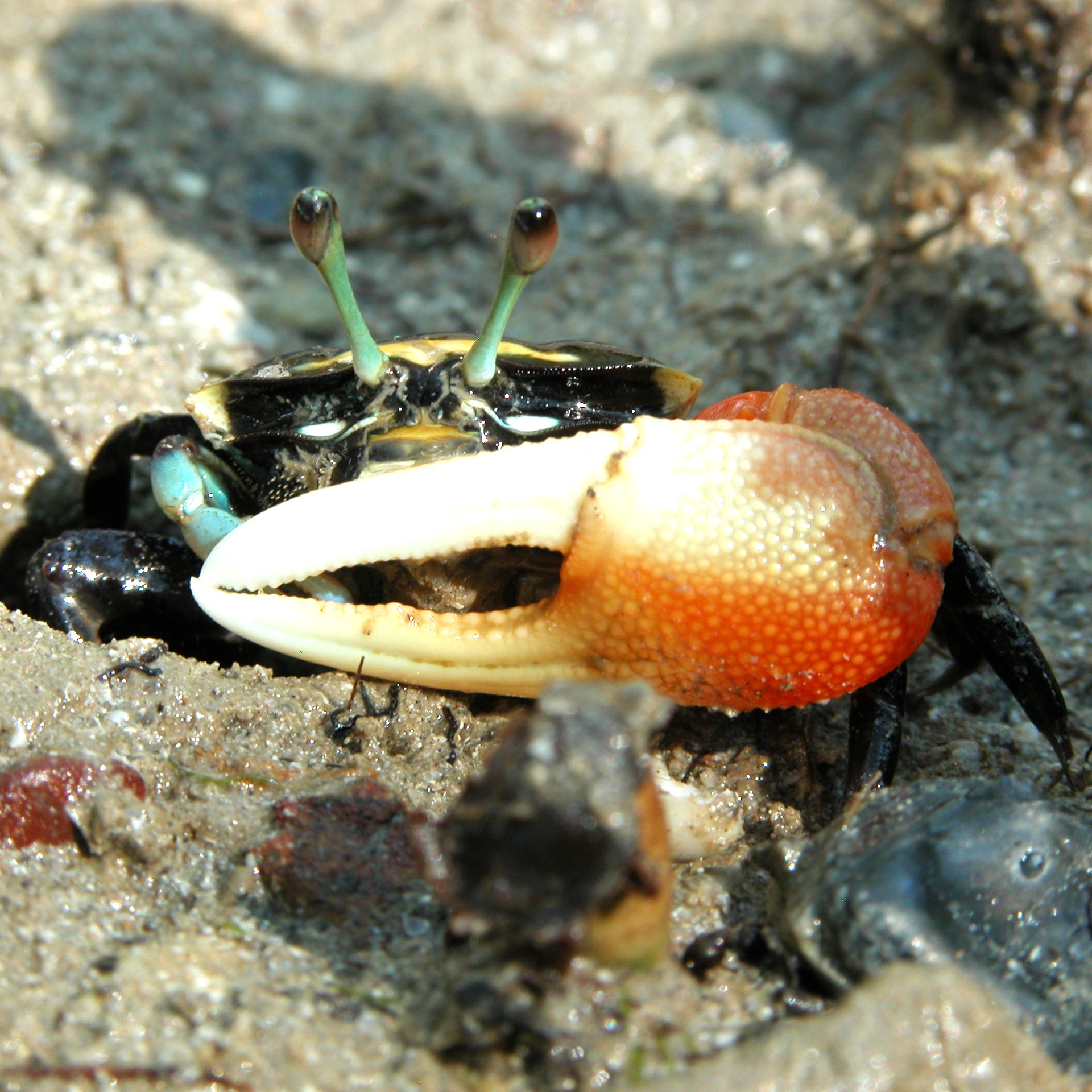 Tubuca capricornis-Blue fiddler crab