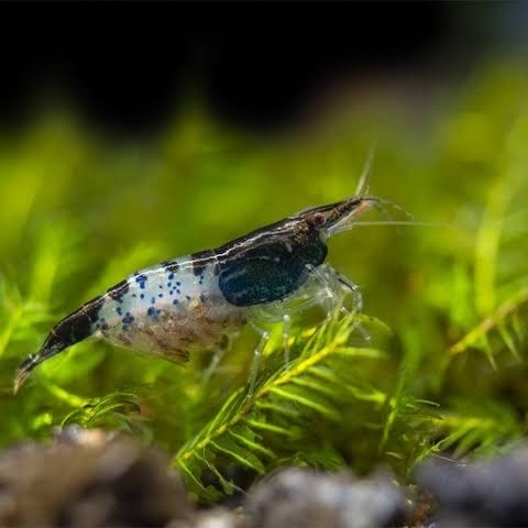 Neocaridina sp.black rili shrimp