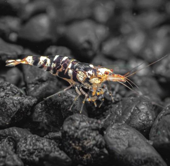 Caridina cantonensis bl.marble tiger