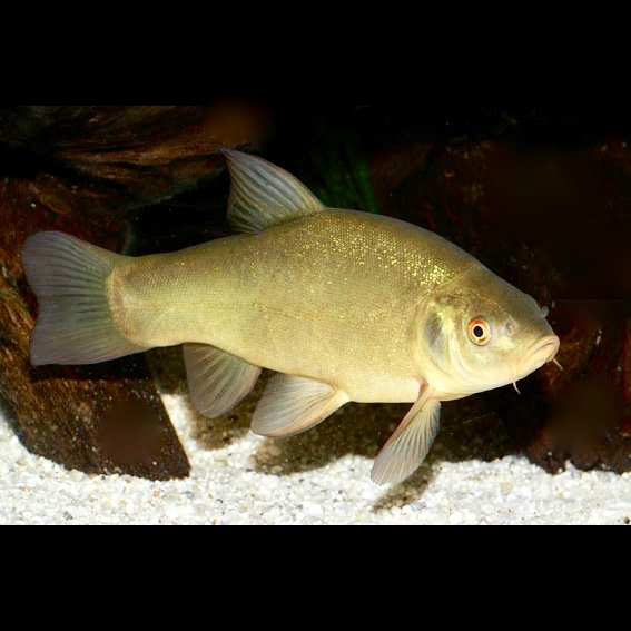 Tinca tinca   Groene zeelt 12-15