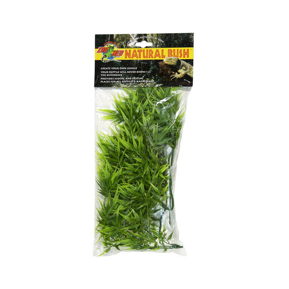 Small Madagascar Bamboo