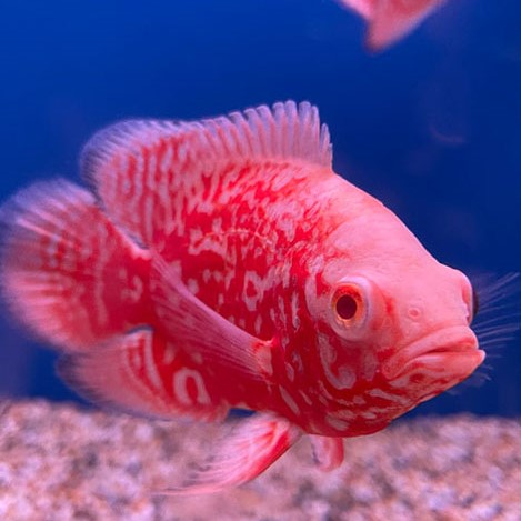 Astr.ocellatus Chili red nemo 6-8 cm