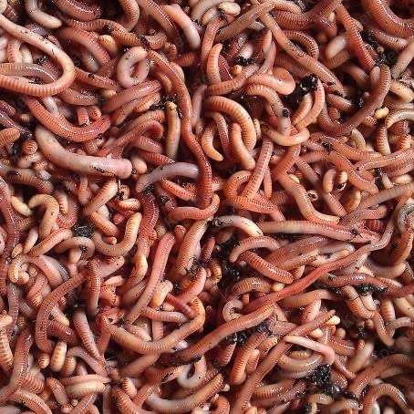 Mestpieren liter bak = 200 gram pieren