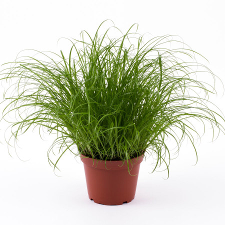 Kattengras op tray per 8 stuks