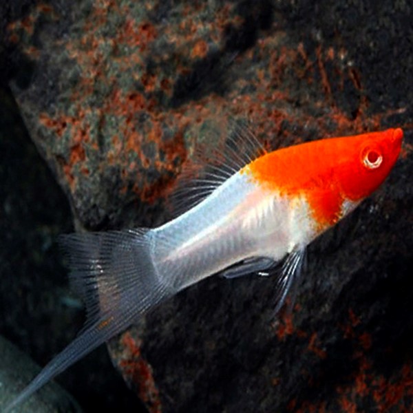 Xiph.helleri   Zwaarddrager red cap ML