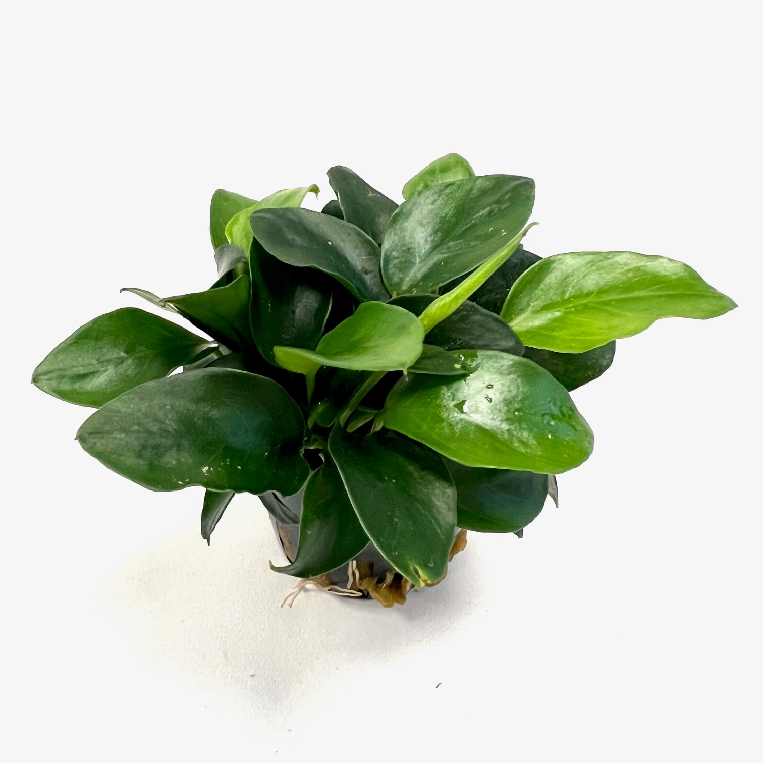 Anubias nana mini in pot