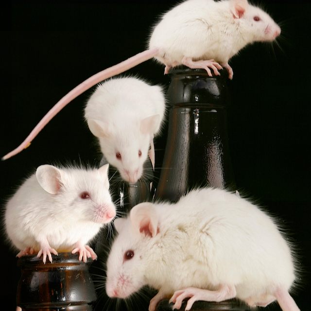 Nourriture pour reptiles vivants