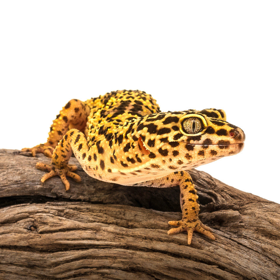 Reptiles / amphibiens